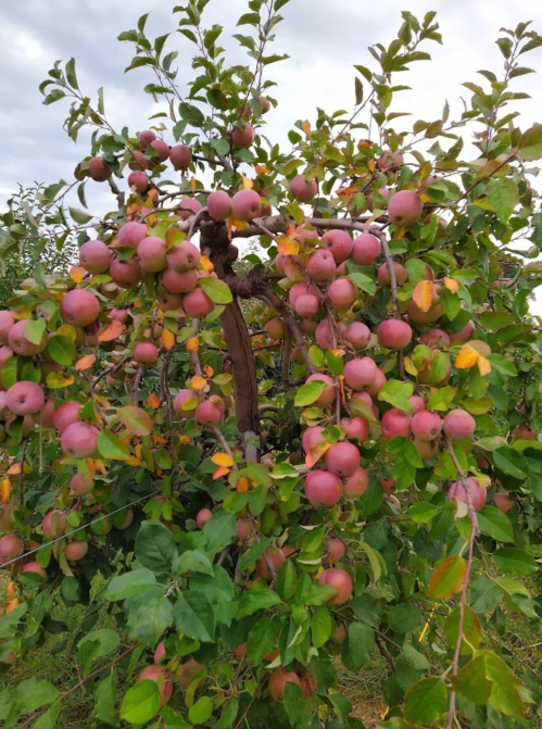 A close-up of a fruit-laden apple tree with clusters of pink apples and green leaves against a cloudy sky.