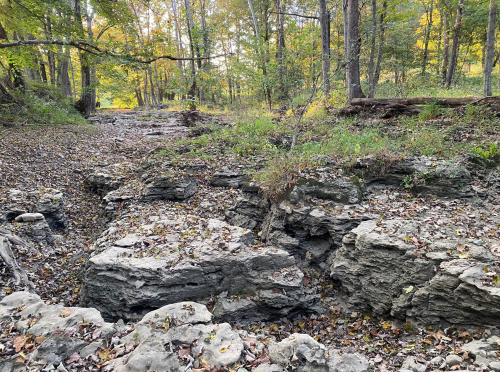 A rocky, dry creek bed surrounded by trees with autumn foliage and scattered leaves on the ground.