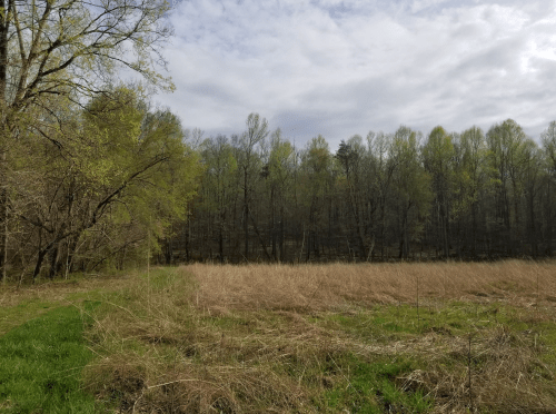 A grassy field with tall, dry grass in the foreground and a dense forest of green trees in the background under a cloudy sky.