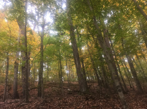 A forest scene with tall trees and autumn leaves, showcasing vibrant greens and hints of yellow on the foliage.
