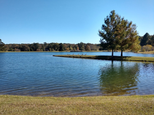 A serene lake surrounded by trees, with a clear blue sky and a few birds resting on the shore.