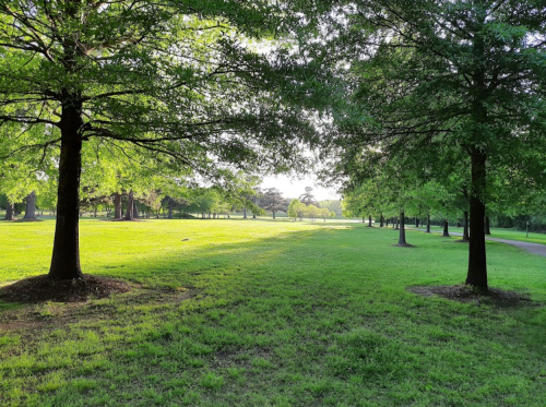 A serene park scene with lush green grass and trees, illuminated by soft sunlight.
