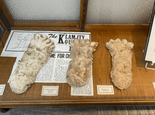 Three large, textured fossilized footprints displayed on a wooden surface, with a newspaper clipping in the background.