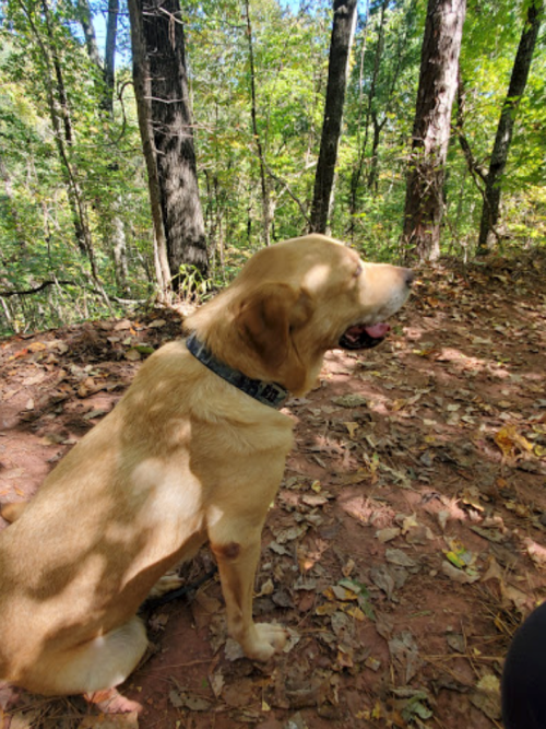 A golden retriever sits on a forest trail surrounded by trees and fallen leaves, enjoying the outdoors.