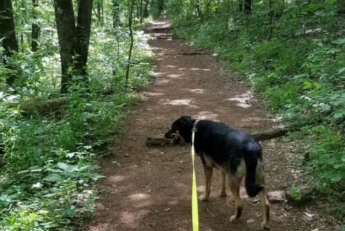 A dog on a leash walks along a dirt path in a lush, green forest.