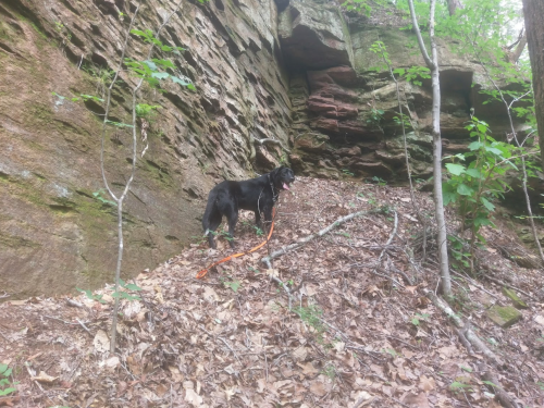 A black dog stands on a leaf-covered slope near a rocky cliff in a wooded area.