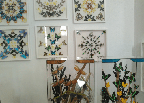 A display of framed butterfly art and preserved insects in glass cases on a wall.