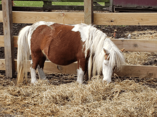 A small brown and white pony grazes on straw in a fenced area.