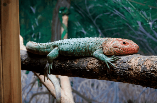 A colorful lizard with a green body and reddish head resting on a log in a natural setting.