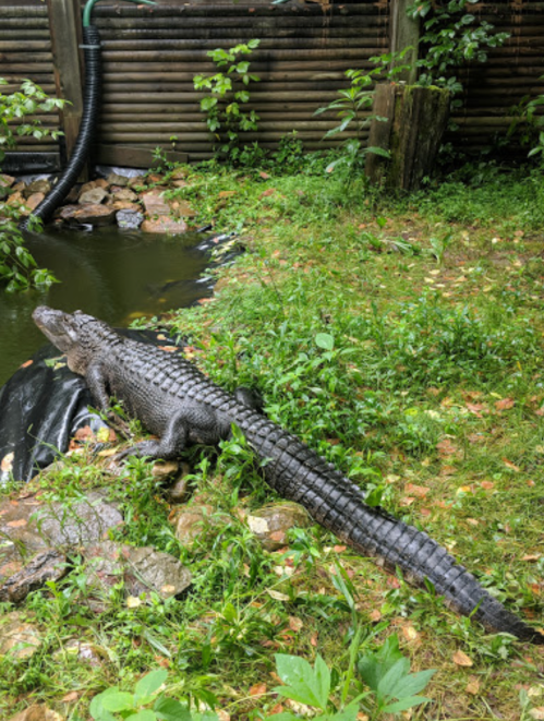 A crocodile rests on the grass near a pond, surrounded by greenery and rocks.