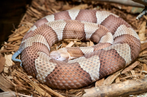 A coiled snake with a patterned brown and white body resting on a bed of wood shavings.