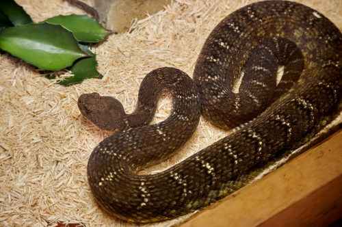 A brown snake with a patterned body resting on light-colored substrate, surrounded by green leaves.