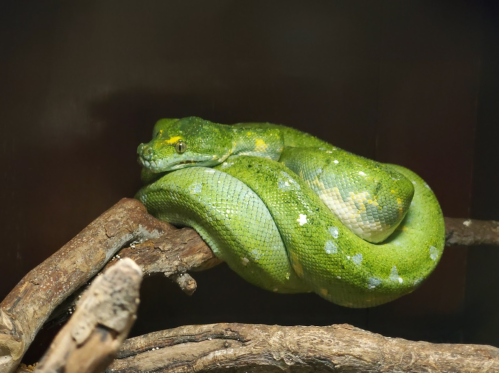 A green snake coiled on a branch, showcasing its vibrant scales and relaxed posture.