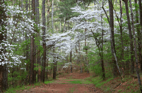A serene forest path lined with blooming white trees and lush green foliage.