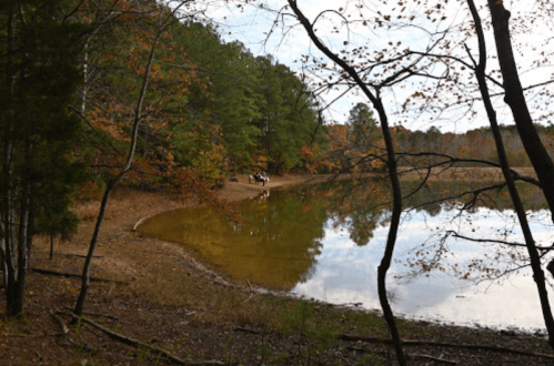 A serene lakeside scene with autumn foliage, reflecting trees in calm water and a sandy shore.