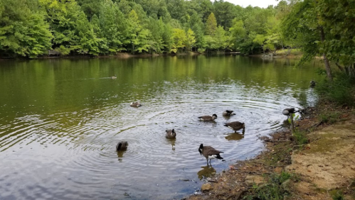 A serene pond surrounded by greenery, with ducks swimming and foraging in the water.