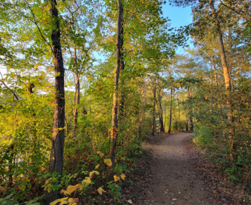 A serene forest path lined with trees and greenery, under a clear blue sky.
