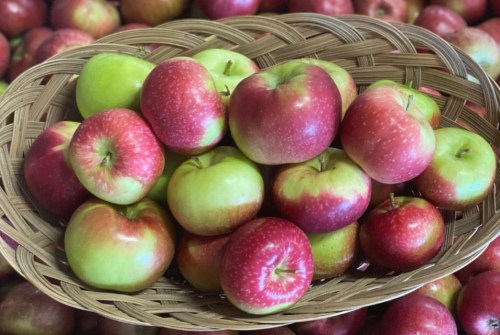 A woven basket filled with red and green apples, surrounded by more apples in the background.