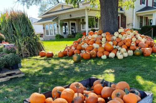 A large pile of orange and white pumpkins in front of a house, with corn stalks and flower pots nearby.