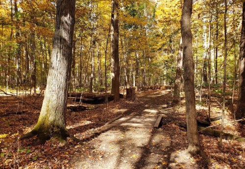 A serene forest path surrounded by trees with vibrant autumn leaves, creating a peaceful, colorful atmosphere.