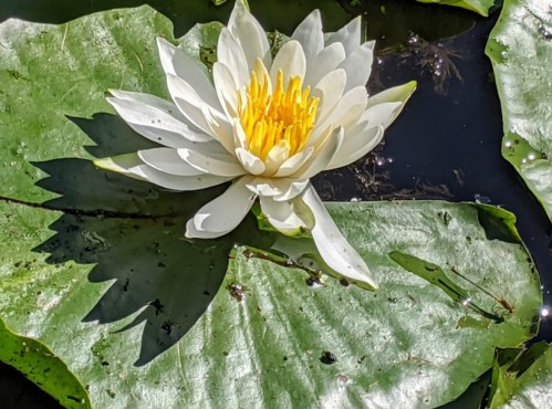 A white water lily with yellow stamens blooms on a green lily pad in a tranquil pond.