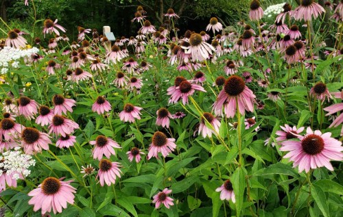 A vibrant field of pink coneflowers surrounded by lush green foliage and white flowers.