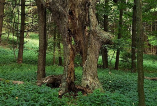 A large, weathered tree with a hollow trunk stands among lush green foliage in a serene forest setting.