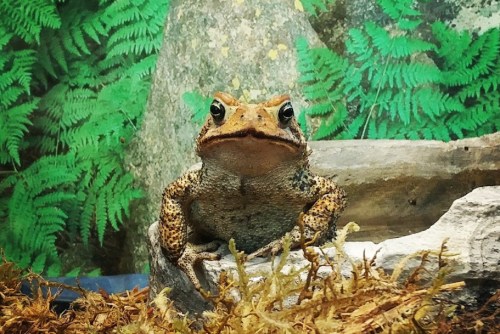 A close-up of a brown frog sitting on a log, surrounded by green ferns and moss in a natural habitat setting.