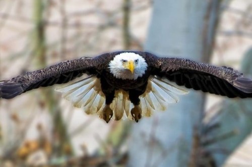 A majestic bald eagle soaring with wings spread wide against a blurred natural background.