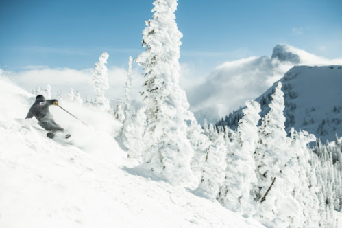 A skier carves through fresh snow on a mountain slope, surrounded by snow-covered trees and a clear blue sky.