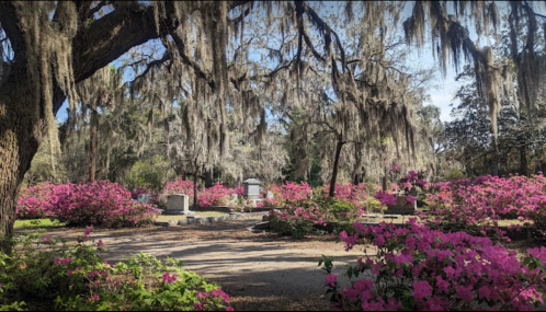 A serene cemetery scene with moss-covered trees and vibrant pink azaleas in bloom.