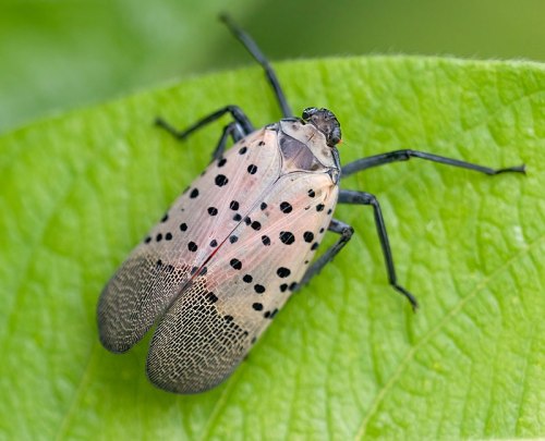 A close-up of a spotted lanternfly resting on a green leaf, showcasing its distinctive pink and black pattern.