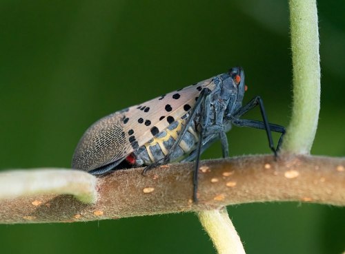 Close-up of a spotted lanternfly perched on a green stem, showcasing its distinctive wings and body markings.