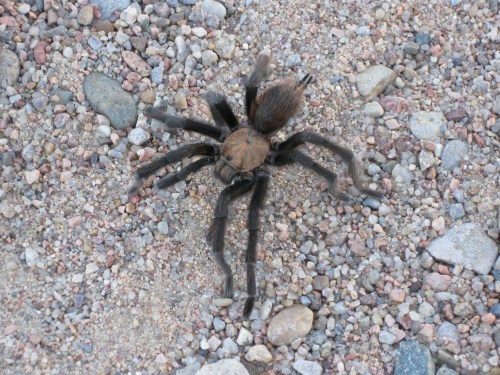 A large tarantula crawling on a rocky, gravelly surface.