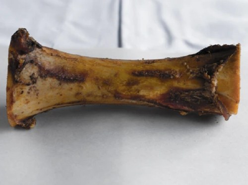 A weathered animal bone with remnants of meat, lying on a light surface.