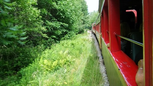 A colorful train travels along a winding track surrounded by lush green trees and foliage.