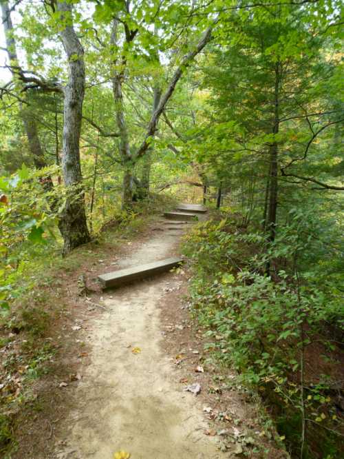 A winding dirt path through a lush green forest, lined with trees and foliage.