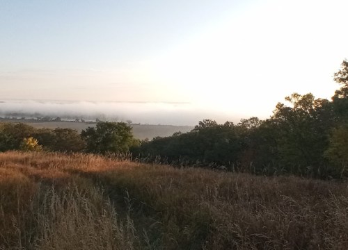 A serene landscape at dawn, featuring golden grass, trees, and a misty horizon under a soft sky.