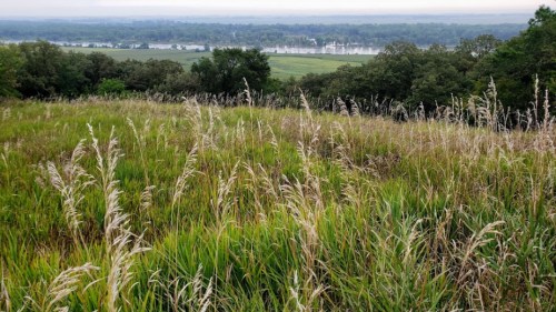 A lush green field with tall grass overlooks a river and distant trees under a cloudy sky.