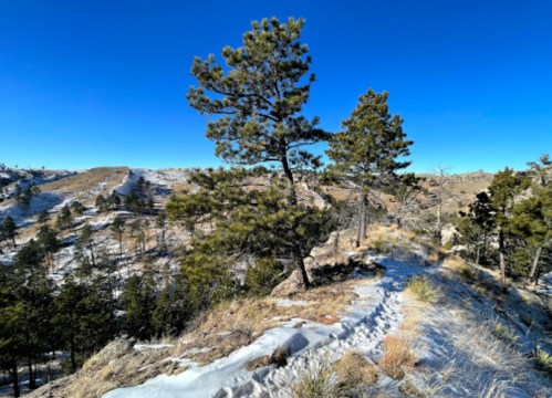 A snowy hillside with pine trees under a clear blue sky, showcasing a serene winter landscape.