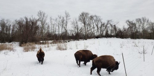 A group of bison grazing in a snowy field, surrounded by bare trees under a cloudy sky.