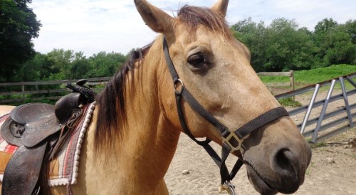 A close-up of a brown horse with a saddle, standing in a sandy area with trees in the background.