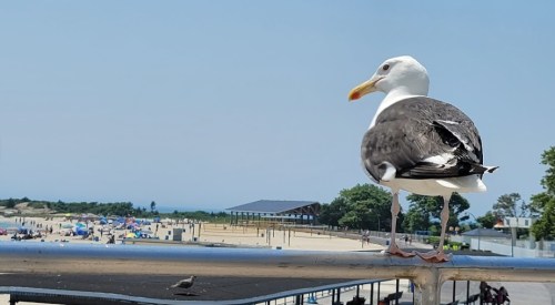 A seagull perched on a railing with a beach and blue sky in the background.