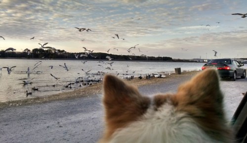 A dog's ears are visible as it watches birds flying over a calm lake, with cars parked nearby.
