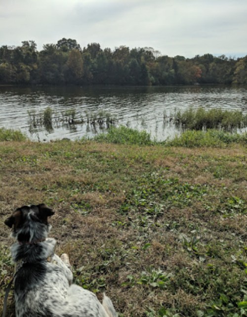 A dog sits on the grass by a calm river, gazing at the water and surrounding trees under a cloudy sky.
