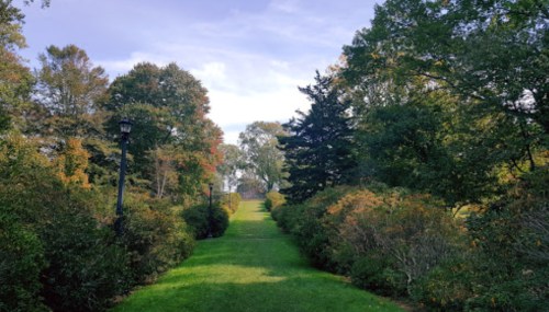 A serene pathway lined with trees and bushes, leading to a distant view under a clear blue sky.