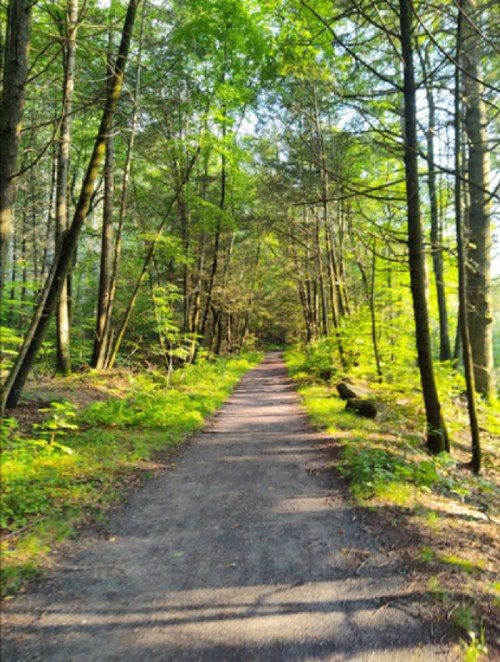 A serene forest path lined with tall trees and lush greenery, inviting exploration and tranquility.