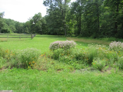 A lush green field with wildflowers and trees in the background, bordered by a wooden fence.