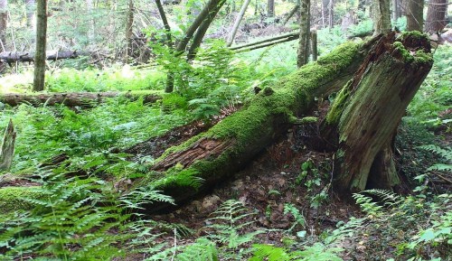 A moss-covered log surrounded by lush green ferns in a serene forest setting.