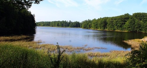 A serene lake surrounded by lush greenery and tall grasses under a clear blue sky.